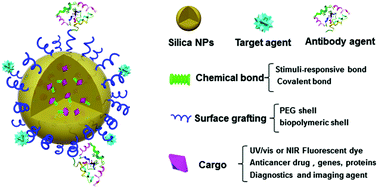 Graphical abstract: Multifunctional silica nanoparticles as a promising theranostic platform for biomedical applications