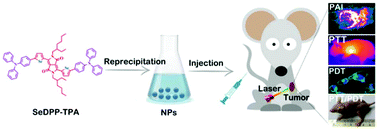 Graphical abstract: A selenophene substituted diketopyrrolopyrrole nanotheranostic agent for highly efficient photoacoustic/infrared-thermal imaging-guided phototherapy