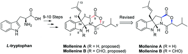 Graphical abstract: Total synthesis and absolute configuration reassignment of mollenines A and B