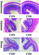 Graphical abstract: New insights into the role of chitosan oligosaccharide in enhancing growth performance, antioxidant capacity, immunity and intestinal development of weaned pigs