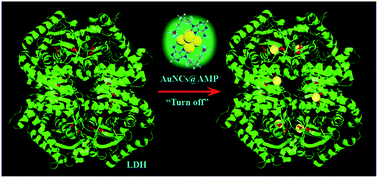 Graphical abstract: A highly selective and sensitive fluorescent probe for lactate dehydrogenase based on ultrabright adenosine monophosphate capped gold nanoclusters