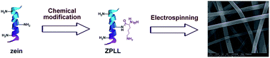 Graphical abstract: Poly(l-lysine) modified zein nanofibrous membranes as efficient scaffold for adhesion, proliferation, and differentiation of neural stem cells