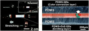 Graphical abstract: Stretchable, alternating-current-driven white electroluminescent device based on bilayer-structured quantum-dot-embedded polydimethylsiloxane elastomer
