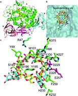 Graphical abstract: Rational design to change product specificities and thermostability of cyclodextrin glycosyltransferase from Paenibacillus sp.