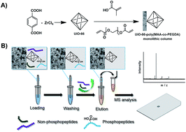 Graphical abstract: Metal–organic framework incorporated monolithic capillary for selective enrichment of phosphopeptides