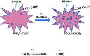 Graphical abstract: Enhanced removal of Cd(ii) from aqueous solution using CaCO3 nanoparticle modified sewage sludge biochar