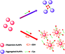 Graphical abstract: Specific pH effect for selective colorimetric assay of glutathione using anti-aggregation of label-free gold nanoparticles