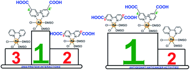 Graphical abstract: The effect of incorporating carboxylic acid functionalities into 2,2′-bipyridine on the biological activity of the complexes formed: synthesis, structure, DNA/protein interaction, antioxidant activity and cytotoxicity