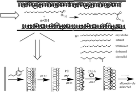 Graphical abstract: Polydopamine-mediated preparation of an enzyme-immobilized microreactor for the rapid production of wax ester