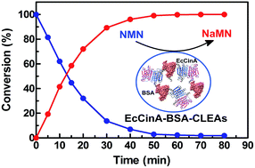 Graphical abstract: A new cross-linked enzyme aggregate biocatalyst for NAD+-booster production