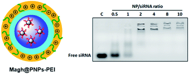 Graphical abstract: Maghemite-containing PLGA–PEG-based polymeric nanoparticles for siRNA delivery: toxicity and silencing evaluation