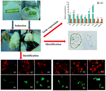 Graphical abstract: Accumulation of camptothecin and 10-hydroxycamptothecin and the transcriptional expression of camptothecin biosynthetic genes in Camptotheca acuminata cambial meristematic and dedifferentiated cells