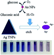 Graphical abstract: Visual detection of glucose using triangular silver nanoplates and gold nanoparticles