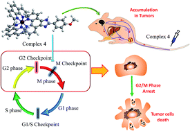 Graphical abstract: Microwave-assisted synthesis of polypyridyl ruthenium(ii) complexes as potential tumor-targeting inhibitors against the migration and invasion of Hela cells through G2/M phase arrest