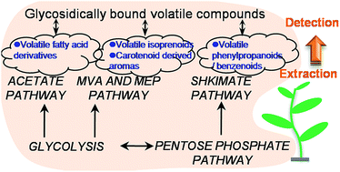 Graphical abstract: Analytical method for metabolites involved in biosynthesis of plant volatile compounds
