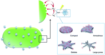 Graphical abstract: Morphology effects on singlet oxygen production and bacterial photoinactivation efficiency by different silica-protoporphyrin IX nanocomposites