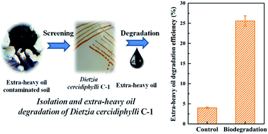 Graphical abstract: Characterization of Dietzia cercidiphylli C-1 isolated from extra-heavy oil contaminated soil