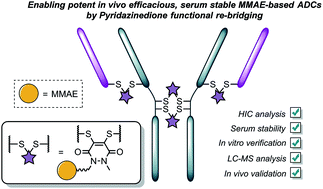 Graphical abstract: Pyridazinediones deliver potent, stable, targeted and efficacious antibody–drug conjugates (ADCs) with a controlled loading of 4 drugs per antibody