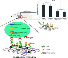 Graphical abstract: Functionalized graphene oxide for anti-VEGF siRNA delivery: preparation, characterization and evaluation in vitro and in vivo