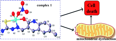 Graphical abstract: Three novel transition metal complexes of 6-methyl-2-oxo-quinoline-3-carbaldehyde thiosemicarbazone: synthesis, crystal structure, cytotoxicity, and mechanism of action