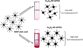 Graphical abstract: Fast microwave-assisted conjugation of magnetic nanoparticles with carboxylates of biological interest