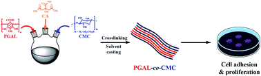 Graphical abstract: Growth of epithelial cells on films of enzymatically synthesized poly(gallic acid) crosslinked to carboxymethylcellulose