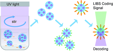 Graphical abstract: Microbeads preparation with reversed-phase microemulsion and ultraviolet light curing for digital encoding suspension array