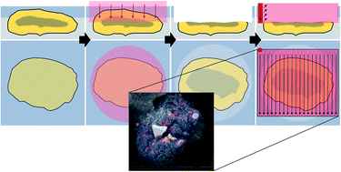 Graphical abstract: Analysis of single fly ash particles using laser ablation ICP-MS – an approach achieving lateral elemental distribution information via imaging