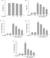 Graphical abstract: Anti-inflammatory activity of Sanghuangporus sanghuang by suppressing the TLR4-mediated PI3K/AKT/mTOR/IKKβ signaling pathway