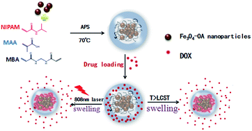 Graphical abstract: Near infrared laser-controlled drug release of thermoresponsive microgel encapsulated with Fe3O4 nanoparticles