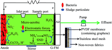 Graphical abstract: Preparation of conductive microfiltration membrane and its performance in a coupled configuration of membrane bioreactor with microbial fuel cell