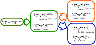 Graphical abstract: Challenging cyclopropanation reactions on non-activated double bonds of fatty esters