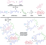 Graphical abstract: Purification of antibiotics from the millet extract using hybrid molecularly imprinted polymers based on deep eutectic solvents