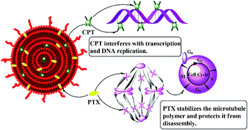 Graphical abstract: Co-delivery of carboplatin and paclitaxel via cross-linked multilamellar liposomes for ovarian cancer treatment