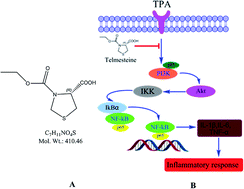 Graphical abstract: Evaluation of the anti-inflammatory properties of telmesteine on inflammation-associated skin diseases