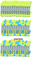 Graphical abstract: The chain order of binary unsaturated lipid bilayers modulated by aromatic-residue-containing peptides: an ATR-FTIR spectroscopy study