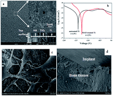 Graphical abstract: Corrosion resistance and biological properties of a micro–nano structured Ti surface consisting of TiO2 and hydroxyapatite
