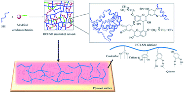 Graphical abstract: A high-performance bio-adhesive derived from soy protein isolate and condensed tannins