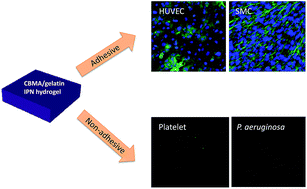 Graphical abstract: Mechanically strong interpenetrating network hydrogels for differential cellular adhesion