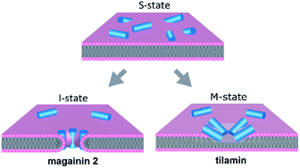 Graphical abstract: Nano-mechanical in-process monitoring of antimicrobial poration in model phospholipid bilayers
