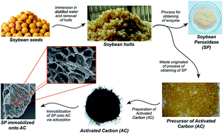 Graphical abstract: Novel eco-friendly biocatalyst: soybean peroxidase immobilized onto activated carbon obtained from agricultural waste