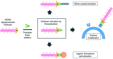 Graphical abstract: Regioselective chitosan end-group activation: the triskelion approach