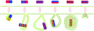 Graphical abstract: Surface patterning of single-walled carbon nanotubes enhances their perturbation on a pulmonary surfactant monolayer: frustrated translocation and bilayer vesiculation