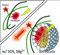 Graphical abstract: Enhancement of fluorescent resonant energy transfer and the antenna effect in DNA structures with multiple fluorescent dyes