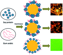 Characteristics of soy protein isolate/gum arabic-stabilized oil-in ...