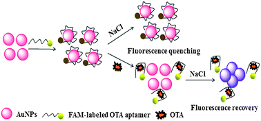 Graphical abstract: Aptamer-based fluorescent detection of ochratoxin A by quenching of gold nanoparticles