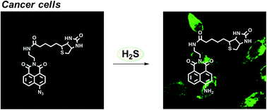 Graphical abstract: A cancer cell-specific two-photon fluorescent probe for imaging hydrogen sulfide in living cells