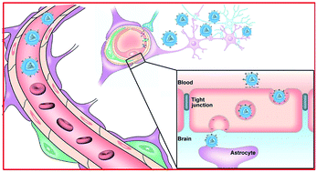 Graphical abstract: Construction of biomimetic long-circulation delivery platform encapsulated by zwitterionic polymers for enhanced penetration of blood–brain barrier