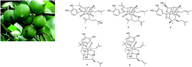Graphical abstract: Adamantyl derivatives and rearranged benzophenones from Garcinia xanthochymus fruits