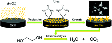 Graphical abstract: Shape-controlled electrochemical synthesis of Au nanocrystals in reline: control conditions and electrocatalytic oxidation of ethylene glycol